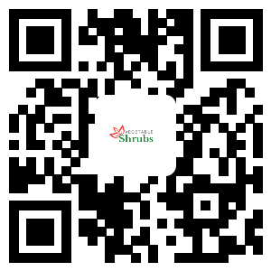 the qr code